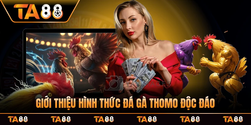 Giới thiệu hình thức đá gà Thomo độc đáo