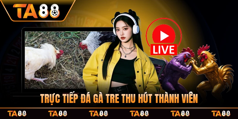 Trực tiếp đá gà tre thu hút đông đảo thành viên